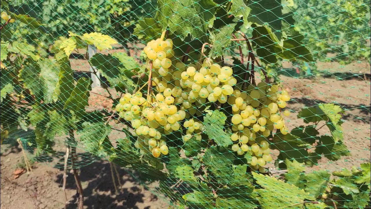 Виноград цимус описание сорта фото отзывы