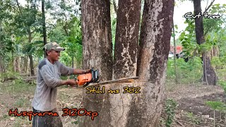 Trim tree felling, Husqvarna 3120xp & Stihl ms 382 chainsaw.