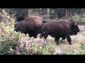 Bison Rut in Northern Yellowstone National Park
