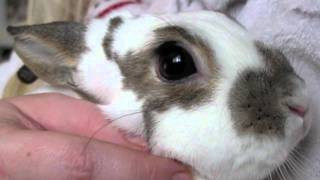 BudgetBunny: Trimming Your Rabbits Nails