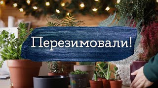 Мои растения - прошло полгода | Masherisha