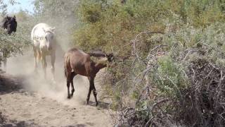 Wild Horse Foals Playing in Nevada