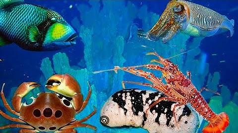 Lặn 10h Đêm: Bất Ngờ Đụng Ổ Hải Sản Tôm Đỏ – Mực Nang & Cua Mặt Trăng Hải Sâm  Xuất Hiện Liên Tục!