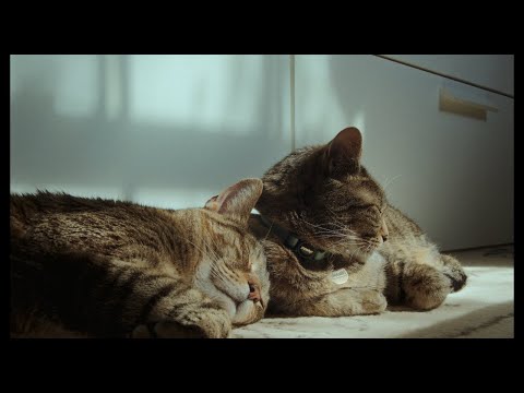 BMPCC 6K + Canon FD 24mm + Dehancer Film Emulation