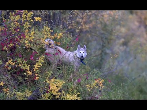 Как погибла ПУЛЬКА
