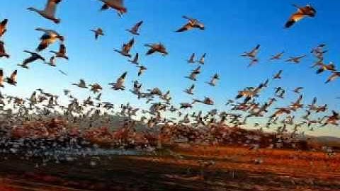 Thumbnail of si tuvieramos alas