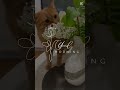 Music for cats #calmmusicforcats #cat #catrelaxation #cute