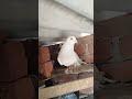 pij #pigeon #king#humar#kabootar #aaj ka#sekar#4 den tawar pi rha aaj hath aya hai😈😈😈😈😈