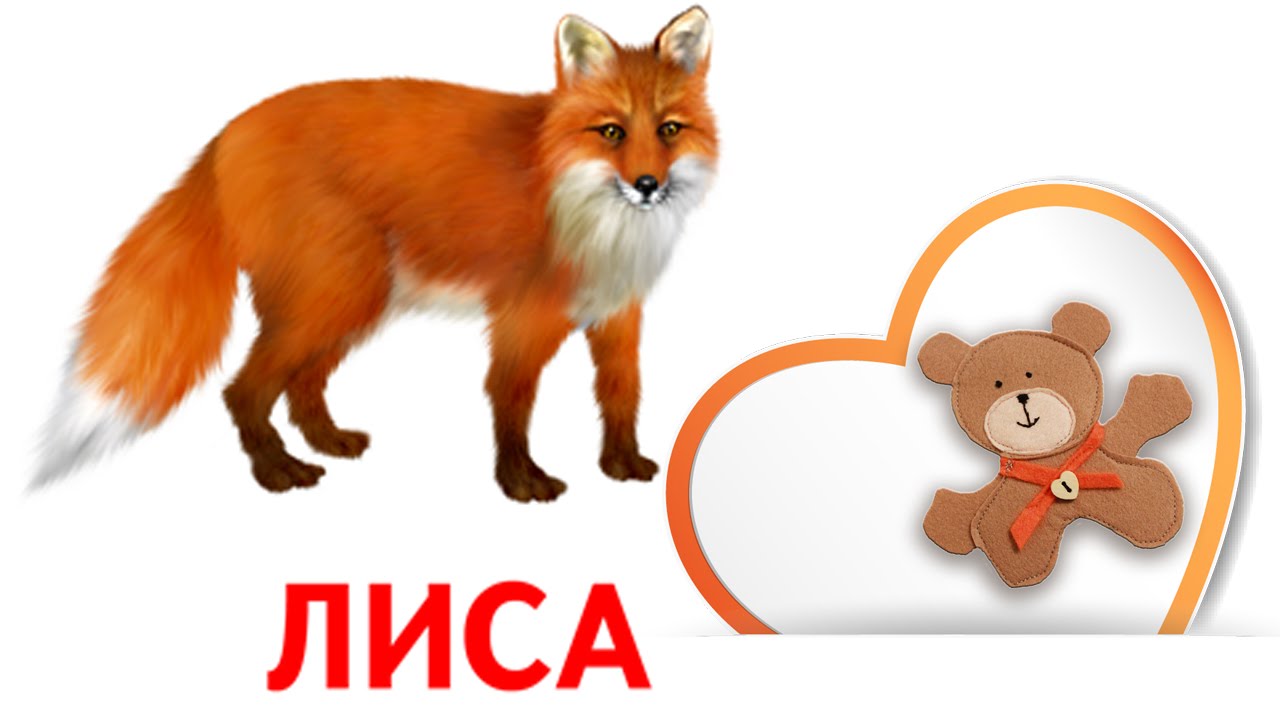 Собака лиса медведь