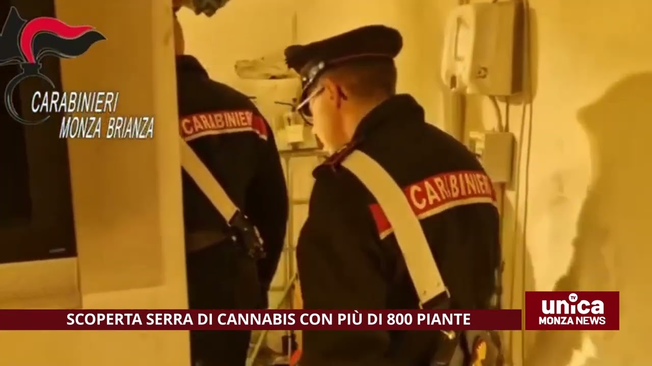 Scoperta serra di cannabis con più di 800 piante