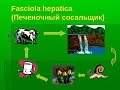 ???Что Такое Фасциола???|???Chto Takoe Fasciola???