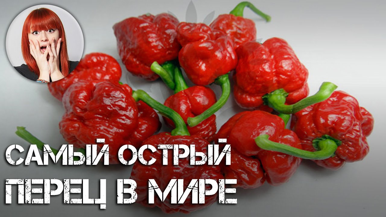 Pepper видео. Самый острый перец в мире. Самый острый ПЕРЕЦЬВ мири. Самый острый перец в мире 2022. Самый острый красный перец.