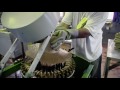 How a Stetson Cowboy Hat is made (in 30 seconds)