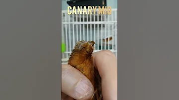من جميلون 2025 2025 عصفور طيور عصافير الكناري كناري كنار Kenari Canarias Canario Birds 1k 