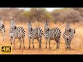 African Wildlife 4K: Scenic Wildlife Film With Real Sounds - Kakum National Park