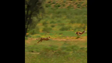 Could The Cheetah Outrun The Gazelle Antelope In An Intense Race Shorts 