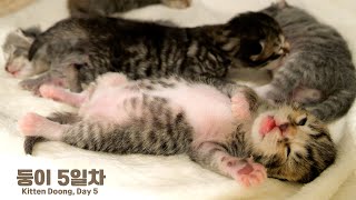 Kitten Dreaming 5 days old by 꼬부기아빠 Human Cat Tree 2,503 views 3 months ago 2 minutes, 28 seconds