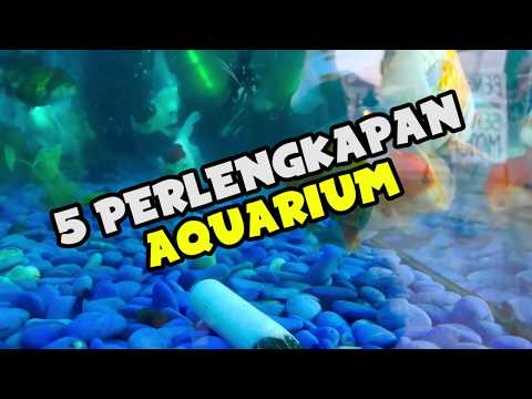 TERNYATA BEGINI CARA MENGETAHUI HASIL PENGELEMAN AQUARIUM YANG BAIK. 