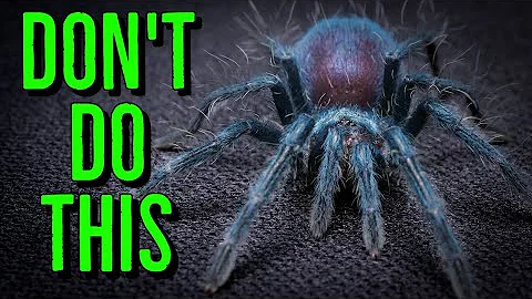 AVOID THESE Beginner Tarantula Keeper Mistakes!