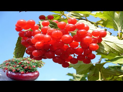 Video: American Cranberry Bush Information - Paano Palaguin ang American Cranberry Sa Hardin