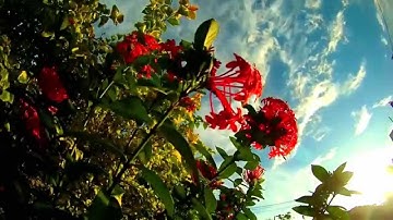 Beginilah Kota BERAU, KALIMANTAN TIMUR