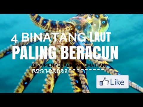 4 BINATANG  LAUT  YANG PALING  BERACUN  DIDUNIA YouTube