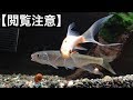 脳にダメージを負って死んだ川魚