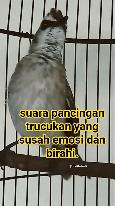suara pancingan trucukan yang susah emosi dan birahi. #trucukangacor #trucukanemosi #pancinganjitu