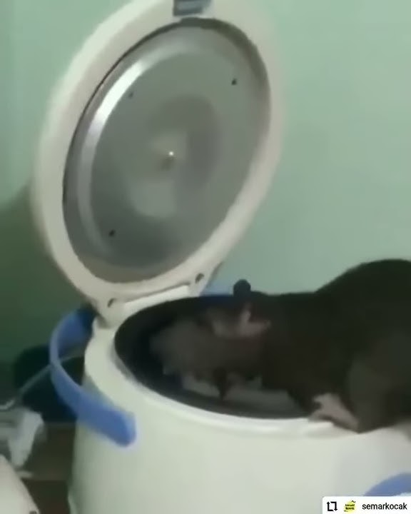 #STORY WA#Tikus memakan nasi