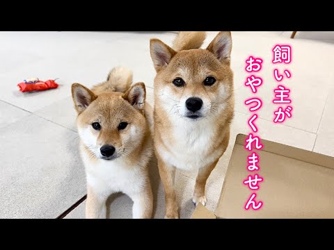 最近おやつが食べられない事について猛抗議してくる柴犬