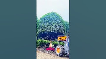 Ornamental tree digging process by machine