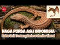 Earless Monitor Lizard &quot;Biawak tak Bertelinga&quot;, Si Binatang Purba Asli Indonesia!!!