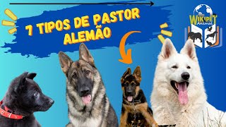 7 tipos de Pastor Alemão #cachorros #cachorrosfofos #cães