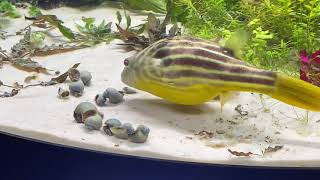 Fahaka puffer eating blue apple snails