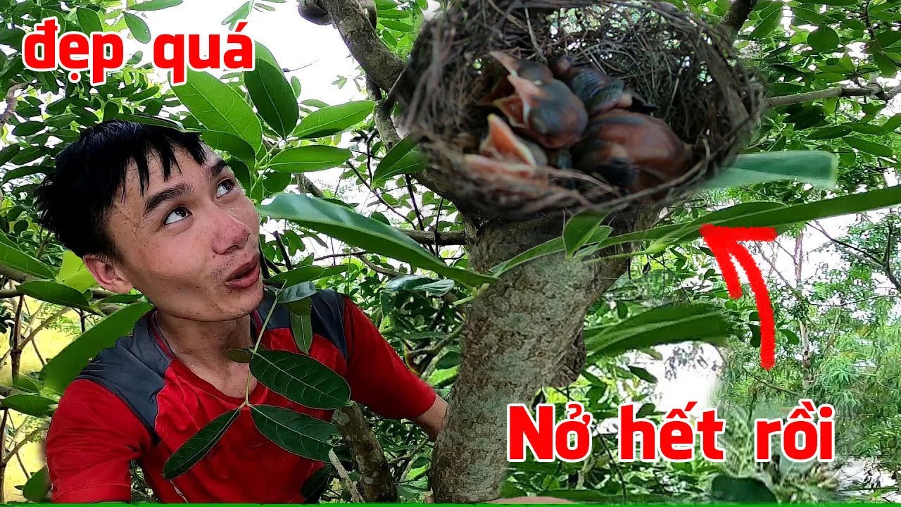 Đi tìm Tổ Chim, phát hiện tổ Bìm Bịp và Chào Mào đã nở