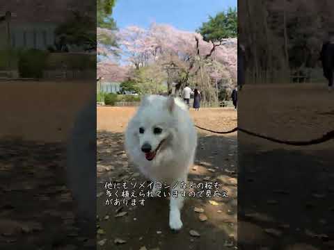 愛犬とお花見 樹齢400年の枝垂れ桜が圧巻 真間山 弘法寺 千葉県市川市【日本スピッツ】 #shorts