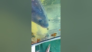 Loài cá khổng lồ với thói quen ăn ốc