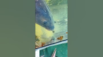 Loài cá khổng lồ với thói quen ăn ốc