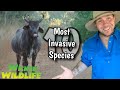 Australia’s 10 MOST invasive species :  No.10 Feral Cattle