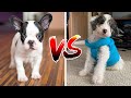 French Bulldog or Aussiedoodle? Which To Choose And Why