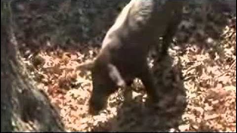 Hog Hunting with Gamo Hunter Extreme Air Rifle