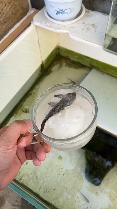 Download lagu Girl Revives Dead Fish #shortsvideo