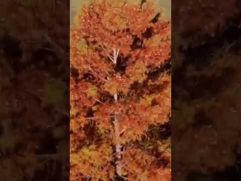 Video: Rotsystem av tallar. Funktioner av barrträd