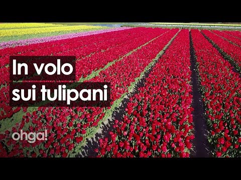 Video: L'ente Turistico Olandese Vuole Che La Gente Smetta Di Calpestare I Tulipani