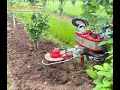 Removing weeds from nursery trees  gentle mechanical weed control