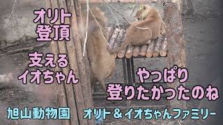 旭山動物園　やっぱり櫓にのぼりたかったオリト　オリト登頂　支えるイオちゃん　オリト＆イオちゃんファミリー　Orito & Io family　Lion family