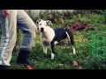 Амстафф щенок staffordshire terrier / Bavariy Invincible White Head