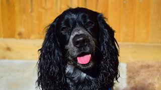 A Guide to Cocker Spaniel Bathing and Grooming