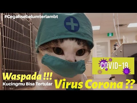 corona-virus-pada-kucing-dan-anjing-,-apa-bener-ada-dan-akan-tertular-ke-manusia-???