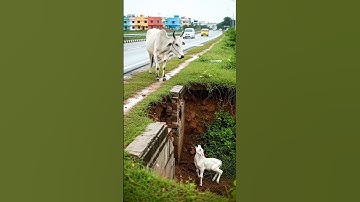 Brave Man Saves Baby Calf While Mother Cow Waits Above! #humanity #cow #animals #pets #rescue
